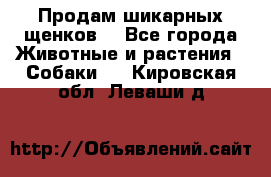 Продам шикарных щенков  - Все города Животные и растения » Собаки   . Кировская обл.,Леваши д.